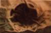 burnouta1acryliconpaper_small.jpg